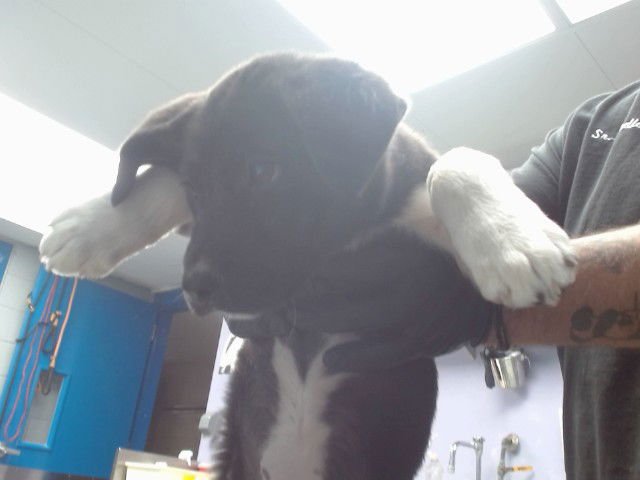 SANDY - Labrador Retriever available for adoption