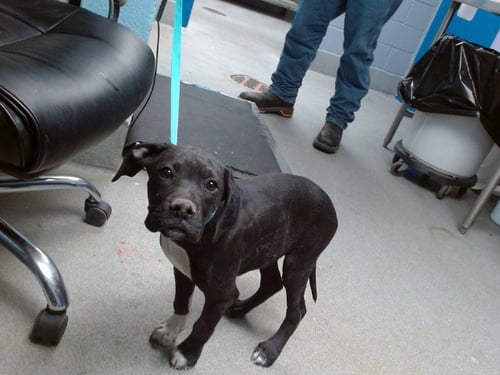 YANG - Labrador Retriever available for adoption