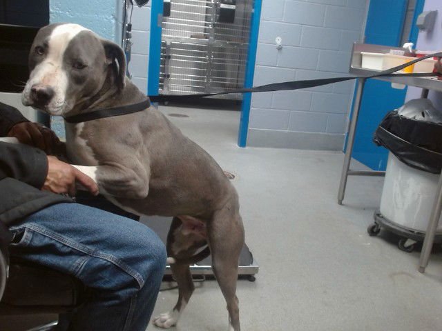 LUKA - Pit Bull Terrier available for adoption