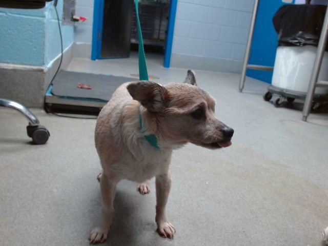 CHARLIE - Chihuahua available for adoption