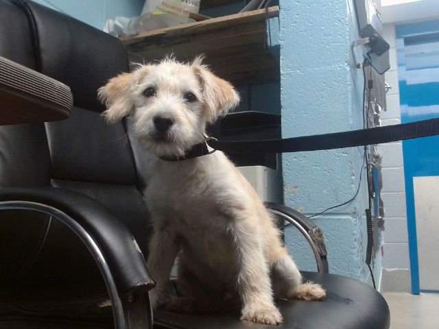 BEETS - Husky available for adoption