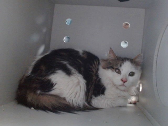 MEOWBERT - Domestic Long Hair available for adoption