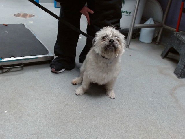 PRINCESS - Norwich Terrier available for adoption
