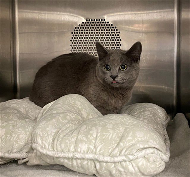 TWINZY - Domestic Short Hair available for adoption