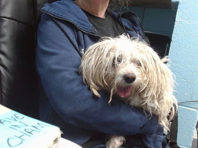 MUGGY - Poodle (Miniature) available for adoption