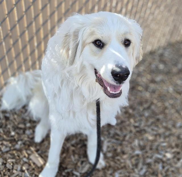 KEYNAE - Great Pyrenees available for adoption