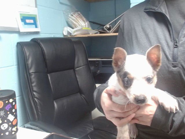 NORA - Australian Cattle Dog/Blue Heeler available for adoption