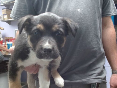 HELENA - Husky available for adoption