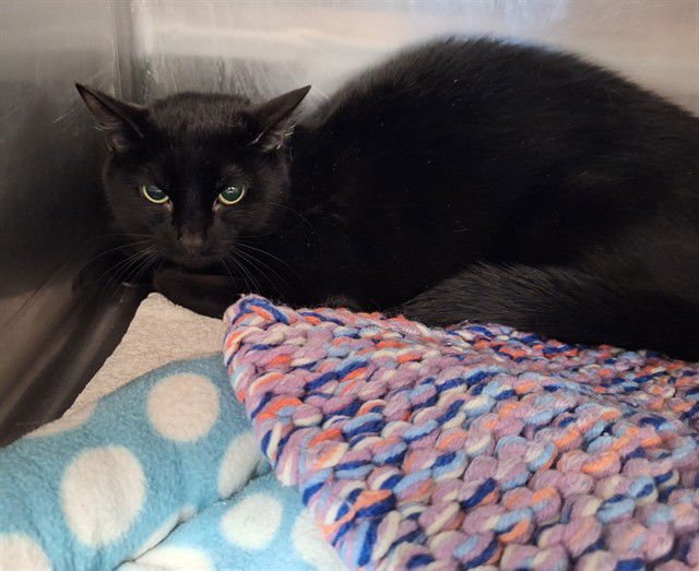 ALLEGRO - Domestic Short Hair available for adoption