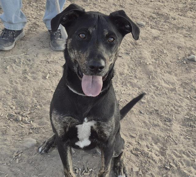 DAISY - Labrador Retriever available for adoption