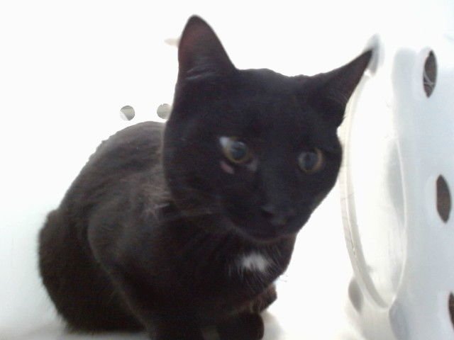 DASHING - Domestic Long Hair available for adoption