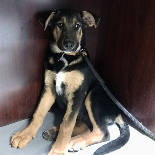 BREAD - German Shepherd Dog available for adoption