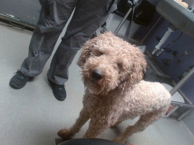 KODA - Golden Retriever / Poodle (Standard) available for adoption