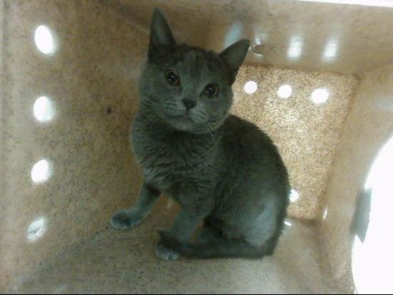 DUCKY - Domestic Short Hair available for adoption