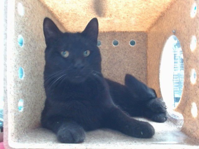 SEAMUS - Domestic Short Hair available for adoption