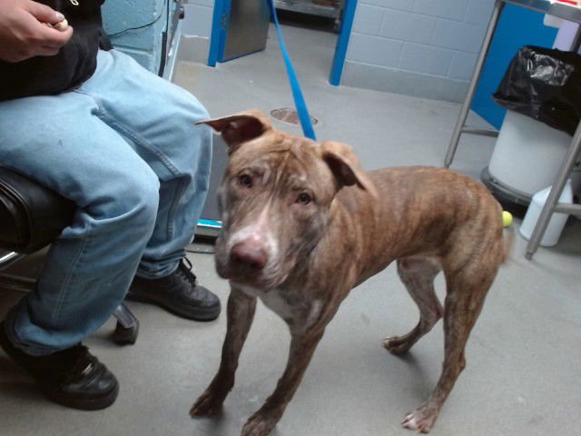 BRUNO - Labrador Retriever available for adoption