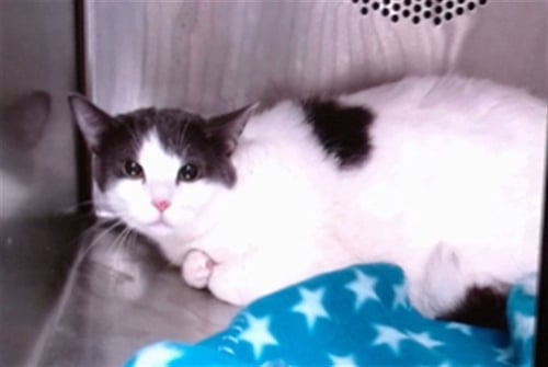 BRINDA - Domestic Short Hair available for adoption
