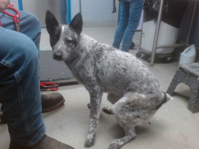 CREEK - Australian Cattle Dog/Blue Heeler available for adoption