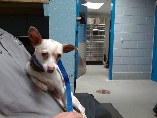 NYMERIA - Chihuahua available for adoption