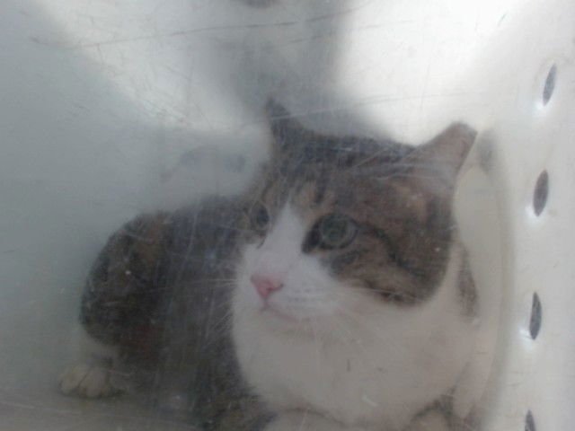 STUBBY - Domestic Short Hair available for adoption