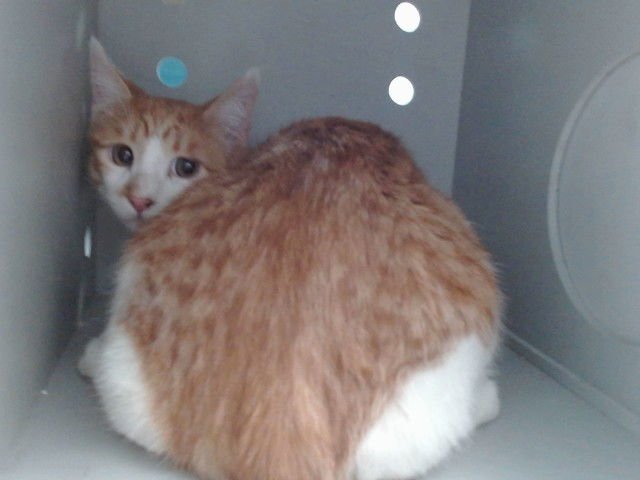 COPPER - Domestic Short Hair available for adoption