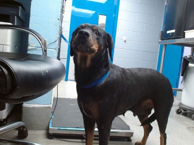 MOMMAS - Rottweiler available for adoption