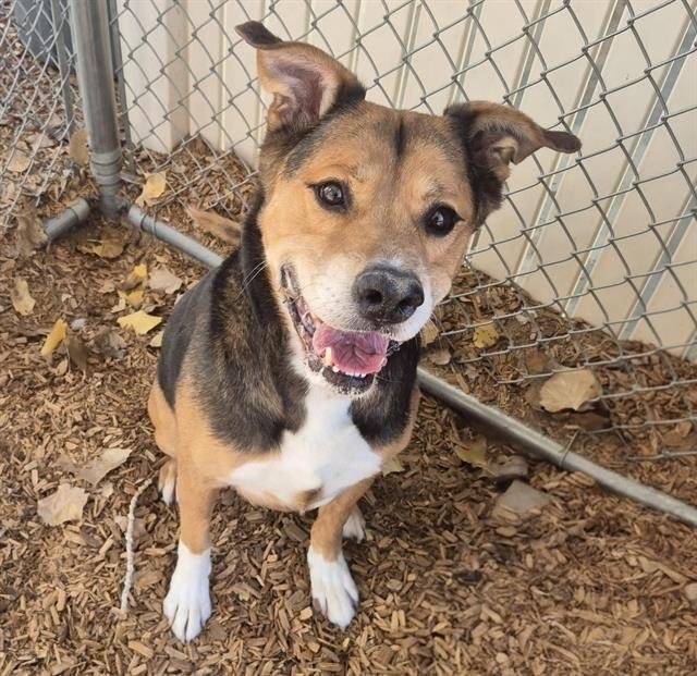 SAINT NICK - German Shepherd Dog available for adoption