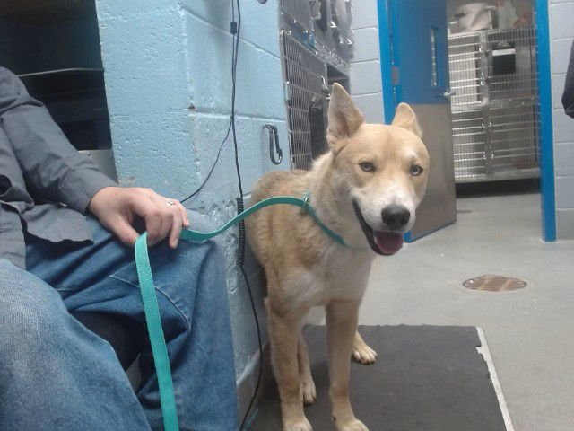 JASPER - Siberian Husky available for adoption