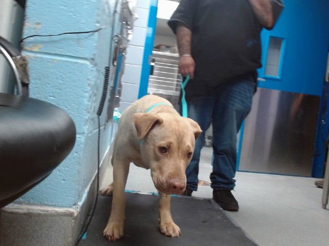 PAUL - Chinese Shar-Pei available for adoption