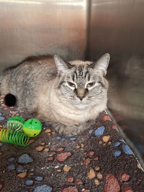 IVY - Domestic Medium Hair available for adoption