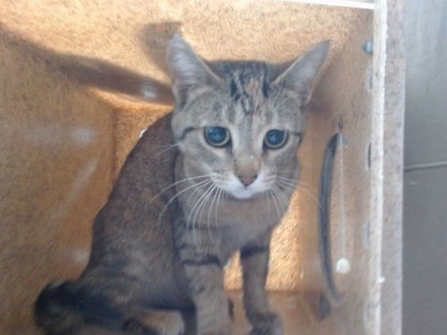 NIXI - Domestic Short Hair available for adoption