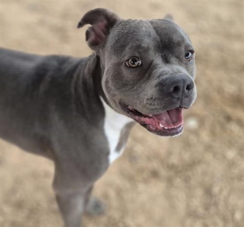 KRUSTY - Staffordshire Bull Terrier available for adoption