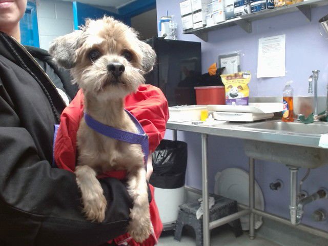 TIMBER - Yorkshire Terrier Yorkie / Poodle (Miniature) available for adoption