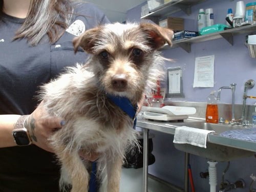 CARMELLA - Rat Terrier available for adoption