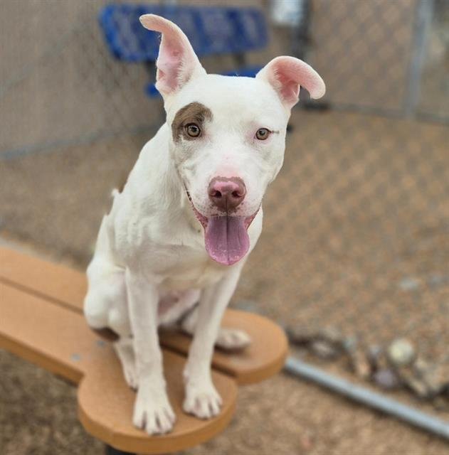 MOOSEY - American Pit Bull Terrier available for adoption