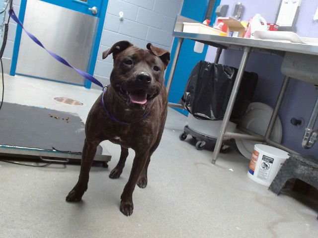 ATHENA - American Pit Bull Terrier available for adoption