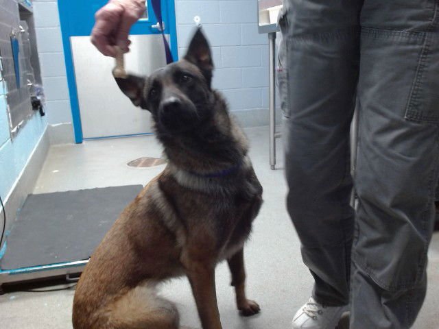 CANELA - Belgian Shepherd Malinois available for adoption