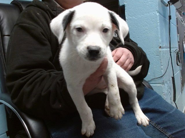 CLARICE - Pointer available for adoption