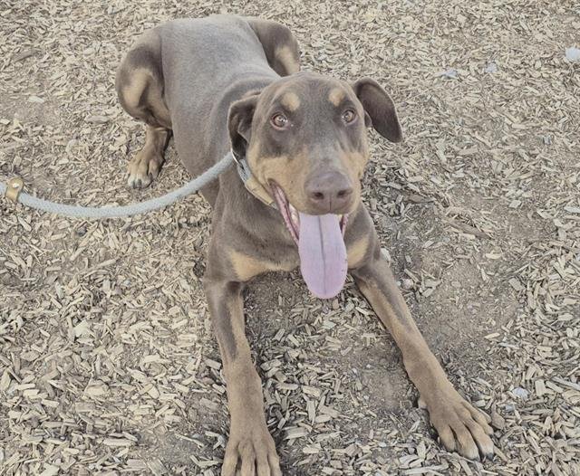 DET. ESPOSITO - Doberman Pinscher available for adoption