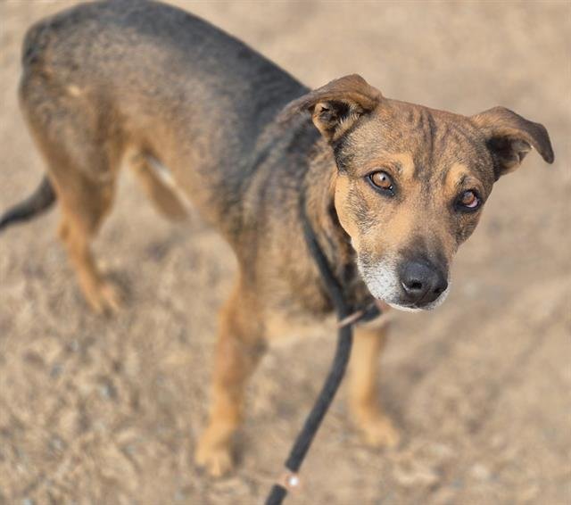 TOAST - Labrador Retriever available for adoption