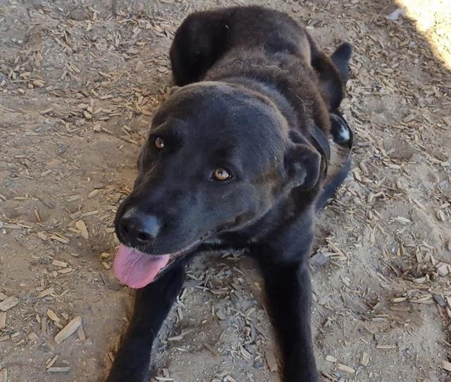 JASPY - Labrador Retriever available for adoption