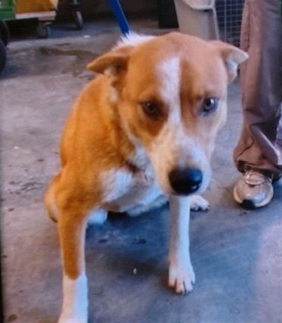 HOLLY - Shiba Inu available for adoption