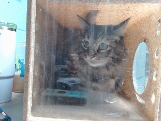 INDY - Domestic Long Hair available for adoption