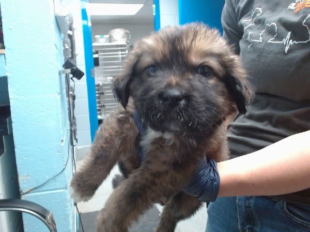 FLUFFY BROWN - Labrador Retriever available for adoption