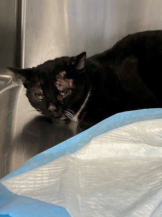 HENNA - Domestic Short Hair available for adoption