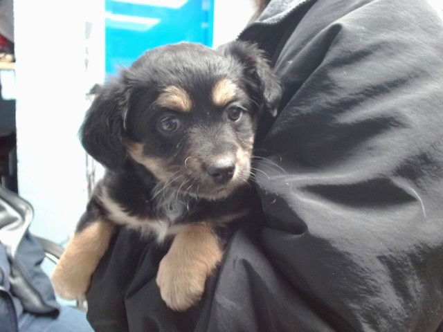 CROWN - Australian Cattle Dog/Blue Heeler available for adoption