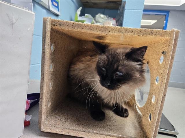 HOLLYFIELD - Domestic Long Hair available for adoption