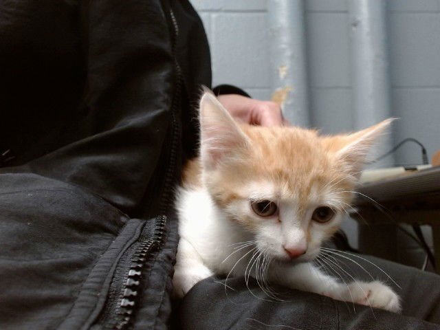 PEANUT - Domestic Short Hair available for adoption