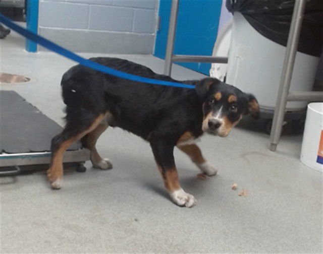 TOBY - Bernese Mountain Dog available for adoption
