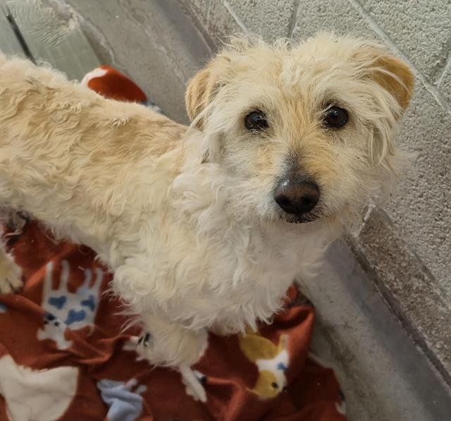 PEPE - Cocker Spaniel / Poodle (Miniature) available for adoption